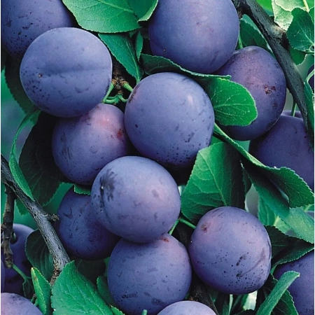 śliwa kolumnowa FRUCA BA 1033